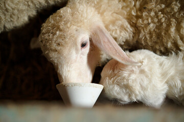 sheep farm for milk and cheese production