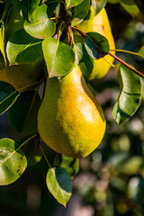 Organic juicy pears. Selective focus, close up, blurred background