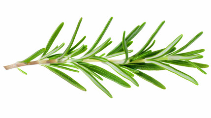 Fototapeta premium Close-up of a Fresh Rosemary Sprig