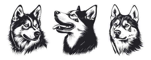 Obraz premium Husky dog portrait. Profile side and front view. Mouth closed and opened toungue out. Domestic dog breed. Home pet animal. Simple black and white lynocut flat style. Isolated vector clipart collection