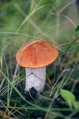 Aspen mushroom in the forest close-up