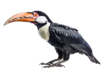 Obraz premium Colorful exotic bird portrait