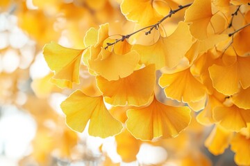 Golden Ginkgo leaves on a branch, illuminated by the sun, with a blurred background.