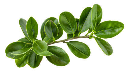Green Leaves Branch - Fresh Foliage Texture