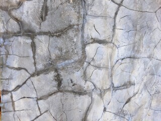 texture of the bark