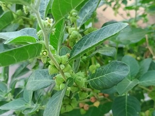 ashwagandha, ashwagandha branch, ashwagandha leaves, ashwagandha plant, ayurveda, ayurvedic, ayurvedic medicine, berry, branch, energy, flower, food, fresh, fruit, ginseng, green leaf, growing, health