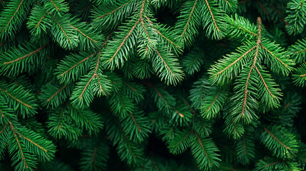 branches of a fir tree