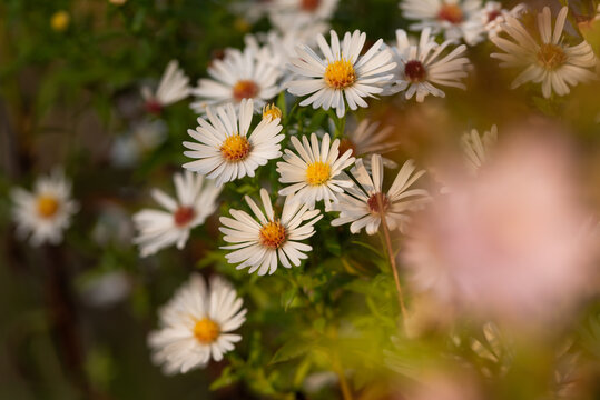Jesienna łąka, jesienna astry marcinki, dekoracja tapeta.