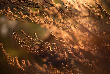 Jesienna łąka, bylica na łące w ciepłym światle, tapeta dekoracja. © Elżbieta Kaps