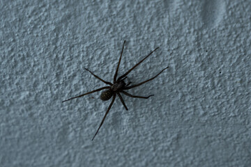 spinne groß