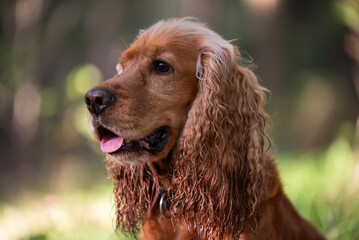 Cocker spaniel angielski, portret w lesie, tapeta. 