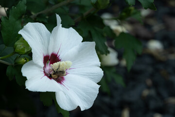 biene blüte insekt sammeln