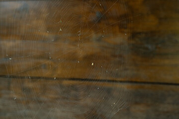 spinnennetz netz spinne