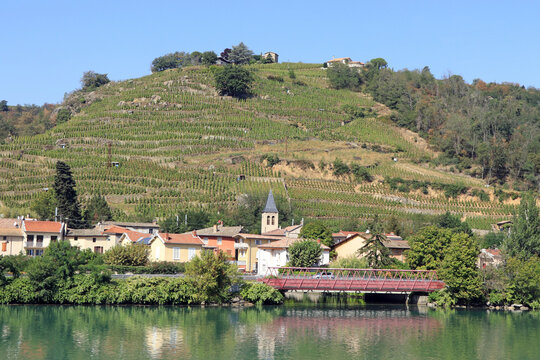 vineyard and village on banks of river Rhone in france