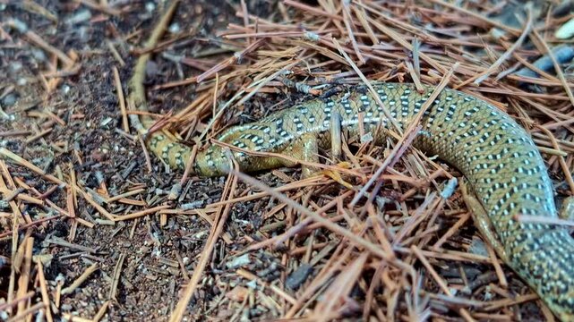 Chalcides Ocellatus Reptiles Ocellated Skink Species In Crete, Greece. Handheld Shot