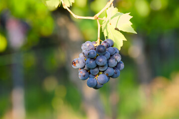 ripe bunch of grapes in a vineyard close-up