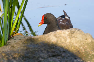 common moorhen is floating on the lake near the shore