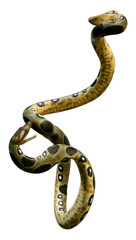 3D Rendering Green Anaconda on White