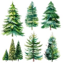Fototapeta premium Painted Christmas Tree. Watercolor Evergreen Tree Set for Winter Holidays