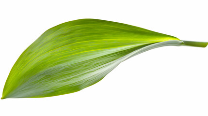Fototapeta premium Close-Up of a Green Leaf with Detailed Texture