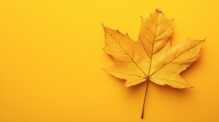 Obraz premium A crisp, yellow autumn leaf isolated on a vibrant yellow background, showcasing seasonal tones.