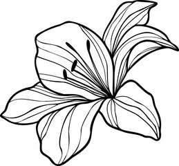 Line art lily flower illustration, vector flower, outline lily floral art