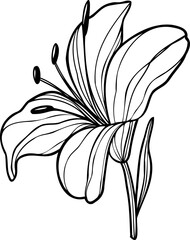 Line art lily flower illustration, vector flower, outline lily floral art