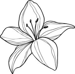 Line art lily flower illustration, vector flower, outline lily floral art