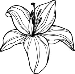 Line art lily flower illustration, vector flower, outline lily floral art