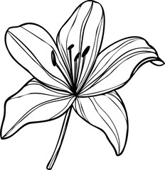 Line art lily flower illustration, vector flower, outline lily floral art
