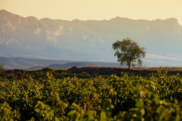 A single tree stands alone in a sea of green vines with dramatic mountain ranges in the background, capturing a moment of solitude and natural beauty in the vineyard La Rioja in Spain
