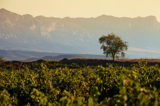 A single tree stands alone in a sea of green vines with dramatic mountain ranges in the background, capturing a moment of solitude and natural beauty in the vineyard La Rioja in Spain