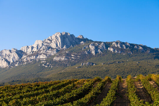 Neat rows of green vines stretch into the horizon with towering rocky mountains providing an awe-inspiring backdrop under a clear blue sky in this lush vineyard scenein La Rioja in Spain
