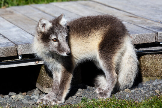 Lis polarny na Islandii