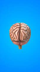 Human internal organ of Brain