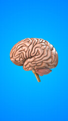 Human internal organ of Brain