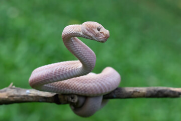 Trimeresurus purpureomaculatus on branch, Mangrove pit viper with defensive position on branch 