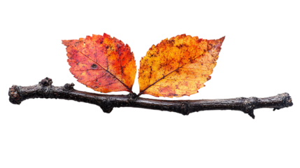 a close-up of two leaves on a branch


