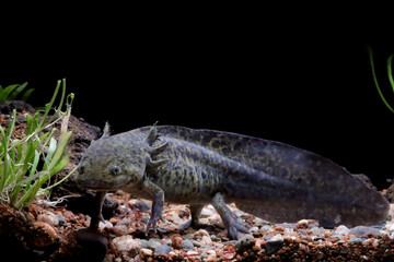 Black Axolotl salamander in underwater closeup, Axolotl salamander on isoated background