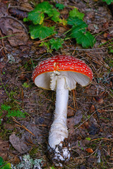Amanita muscaria, commonly known as the fly agaric or fly amanita.