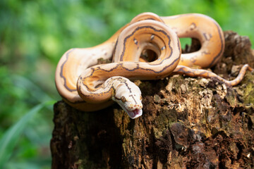 Reticulatus python morph albino motley orange glow, Reticulatus python snake, Reticulatus python ...
