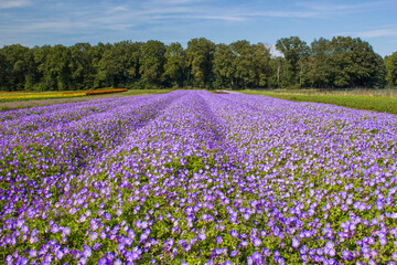 Fototapeta premium Field with Geranium magnificum