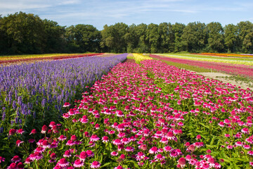 flower field - rudbeckia, echinacea flowers