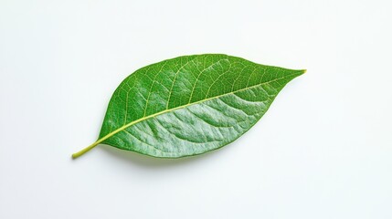 A single vibrant green leaf lying flat on a white background, creating a striking contrast and focus on natures beauty.