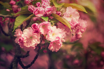 Sakura flowers blooming, spring seasonal Easter background