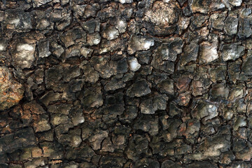 Dry tree bark texture background, Background of dry tree bark with cracks