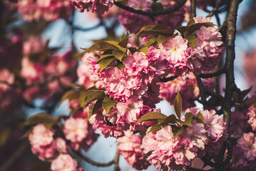 Sakura flowers blooming, spring seasonal Easter background