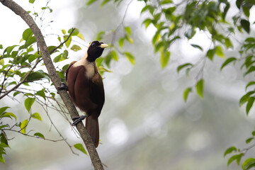 Paradisaea rubra - Red Bird of Paradise on branch, Indonesian bird of paradise