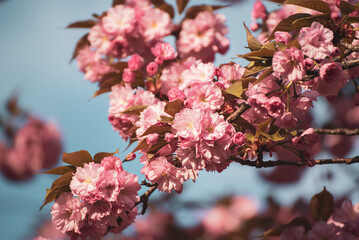 Sakura flowers blooming, spring seasonal Easter background