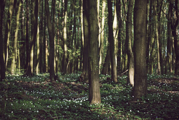 Flowering green forest with white flowers, spring nature background